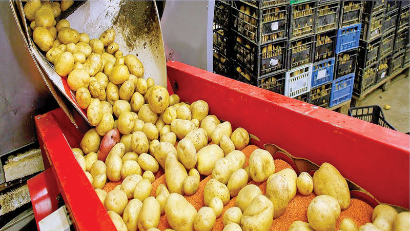 Potato Processing Market