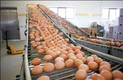 Global Egg Processing Market 