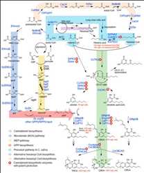 Biosynthesis of Cannabinoids