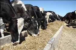 Cattle Feed And Feed Additives