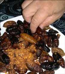 Edible Insects for Animal Feed