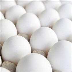 Global Eggs and Products Processing Market 