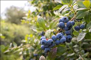 Fresh Blueberries Market