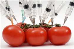 Global Genetically Modified Food Safety Testing Market 