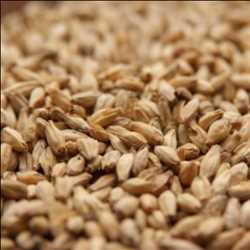 Global Malted Barley Market 