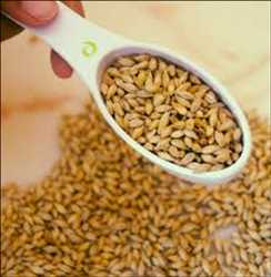 Global Specialty Barley Malt Market 