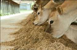 Specialty Feed Additives