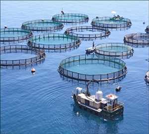 Global Aquaculture Market Growth