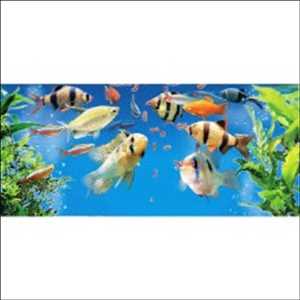 Global Aquarium Fish Feed Market Forecast