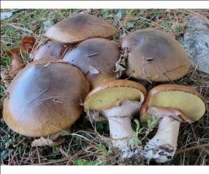 Global Edible Fungus (Edible Products) Market Insights