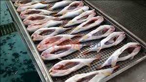 Global Fish Processing Market Trend