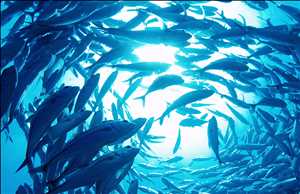Global Fisheries and Aquaculture Market Industry