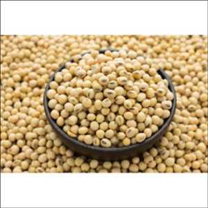 Global Soybean Protein Market Forecast