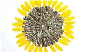 Global Sunflower Oilseed Processing Market Demand