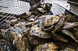 Global Oyster Farming Market Past Data