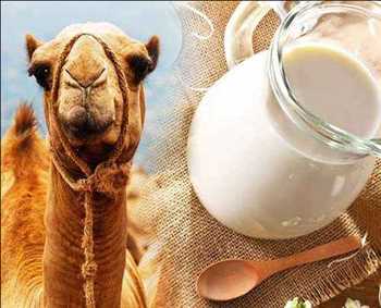 Global Processed Camel Milk Market Historical Data