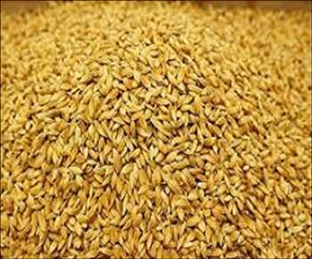 Global Rice Seed Market Opportunities